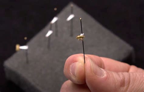 4-H Virtual Insect Collection 的图像结果