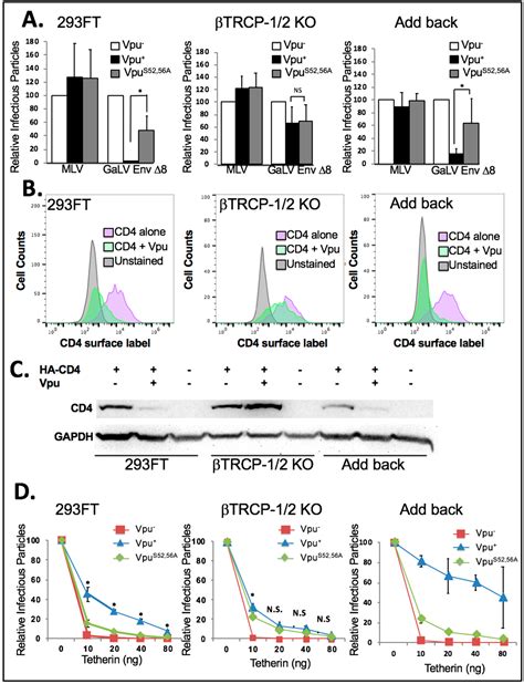 βTrCP is Required for HIV-1 Vpu Modulation of CD4, GaLV Env, and BST-2 ...