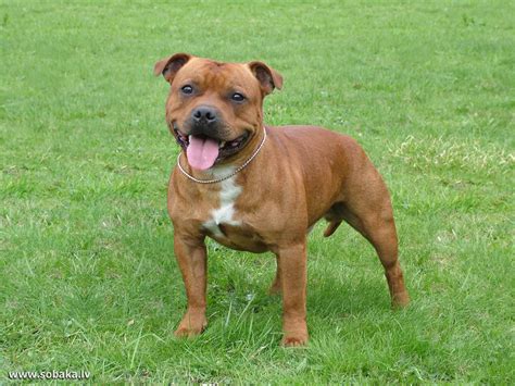 The Brown Staffordshire Bull Terrier on the grass | American pitbull ...