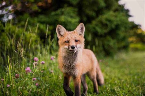26 Fun Facts About Foxes | Surprises in Every Bushy Tail - Amazing ...
