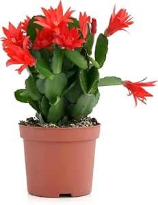 Plants For Home Indoor Live Christmas Cactus Zygocactus Plant Cactus ...