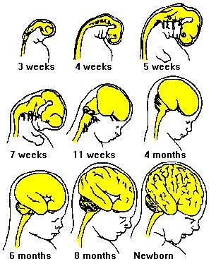 Image result for Neurological Development