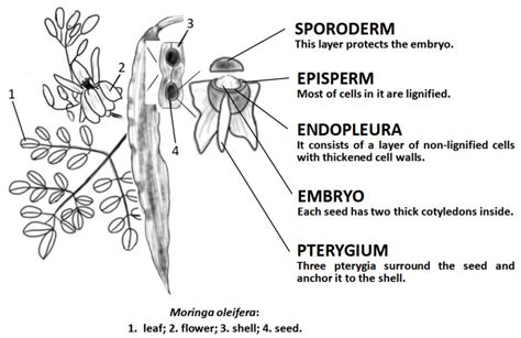 Anti-Cancer and Medicinal Potentials of Moringa Isothiocyanate