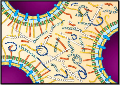 A Look inside the Listeria monocytogenes Biofilms Extracellular Matrix
