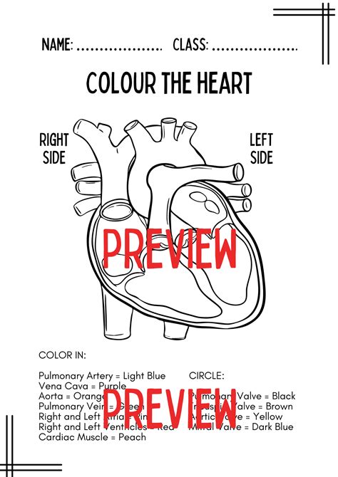Ask A Biologist Heart Coloring Page