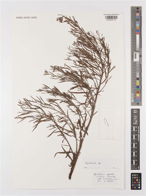 Epilobium densum Raf. | Plants of the World Online | Kew Science