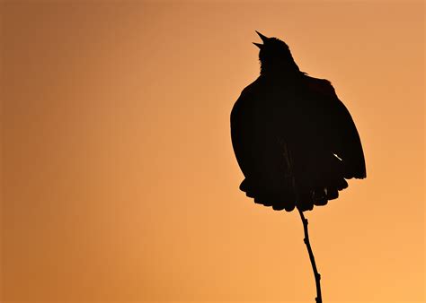 Image result for Shutterbug Live