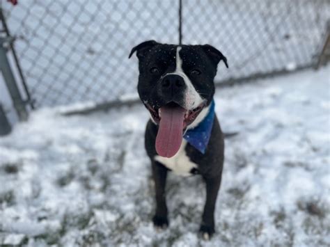 CNY SPCA pet of the week – Sasuke: His anime name means helper, and he ...