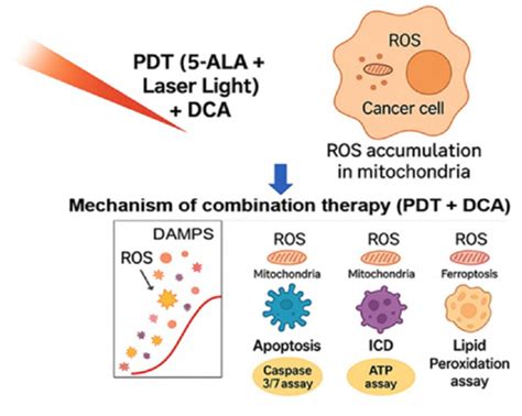 Dichloroacetic Acid Enhances Photodynamic Therapy-Induced Regulated ...