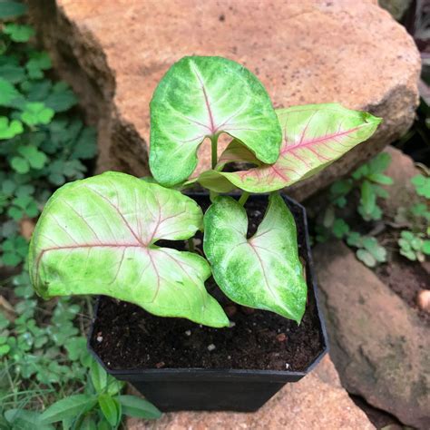 Syngonium Cream Allusion Plant