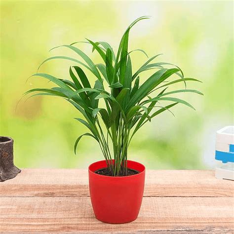 Buy Palm Plants online from Nurserylive at lowest price.