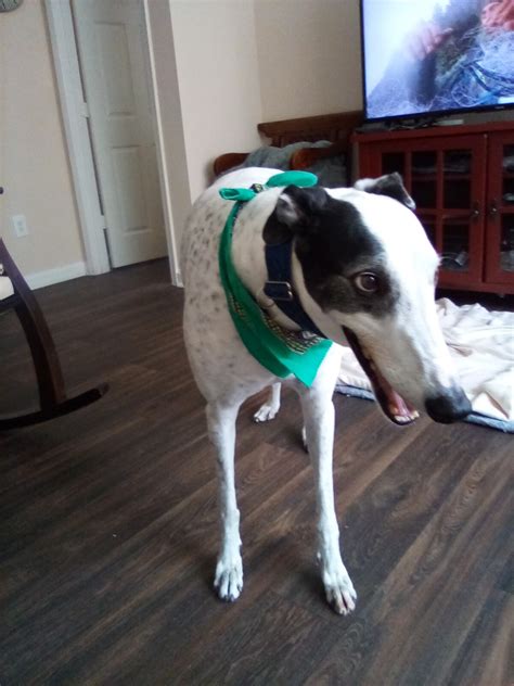 Paws 4 A Cure is an all-volunteer 501(c)(3) nonprofit organization that ...