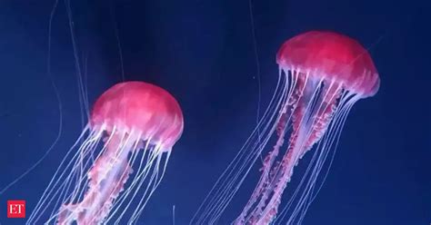 sceince fun facts: Did You Know: There’s a species of Jellyfish that ...