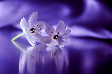 🔥 [20+] Purple And White Flowered Wallpapers | WallpaperSafari