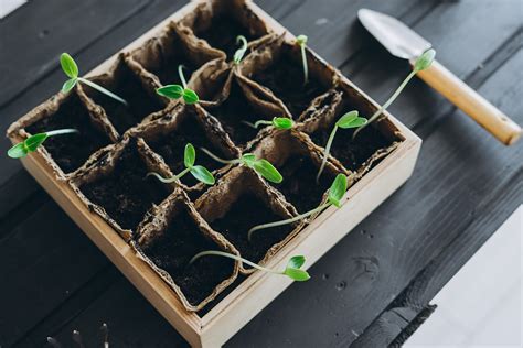 Tips for Cucumber Microgreens Exploring the Nutritional Benefits - Natural Wire