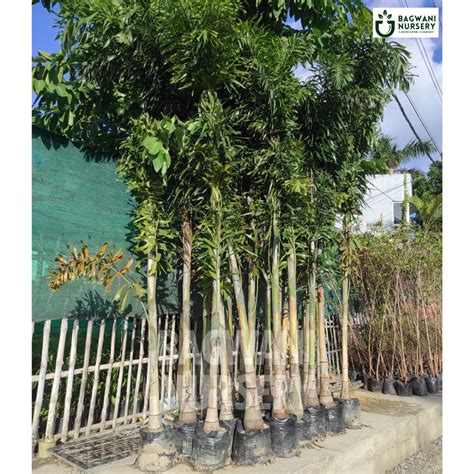 Buy Foxtail Palm Tree Online | Wodyetia Bifurcata | Bagwani Nursery