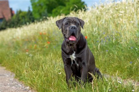 Cane Corso Cost 的图像结果