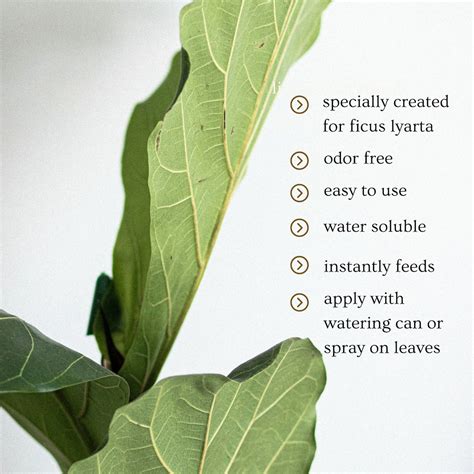Fiddle Leaf Fig Fertilizer for Rapid Growth and Healthy Strong - Etsy