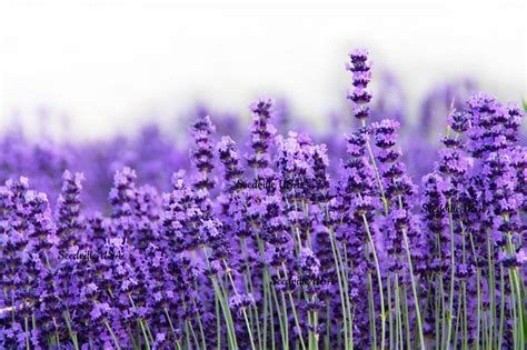 500 True ENGLISH LAVENDER VERA Lavandula Angustifolia Vera - Etsy