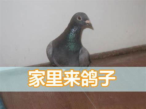 请问下大家这个鸽子是什么鸽子什么品种的？_百度知道