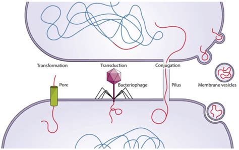 From Cure to Crisis: Understanding the Evolution of Antibiotic ...