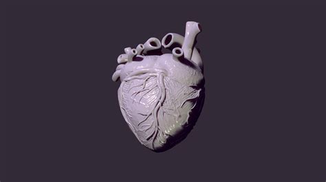 STL file anatomical heart・3D printing model to download・Cults