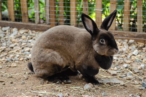 Image result for Mini Rex Varieties