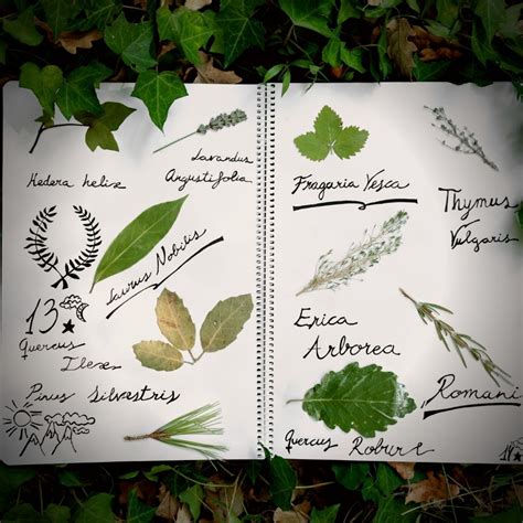 The Amateur Botanist: How The Growth Of A Science Is Built Through Citizen Participation - The ...