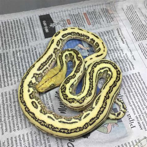 Image result for Reticulated Python Morphs