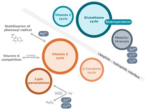 Vitamin C Deficiency Map