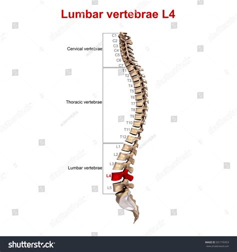 Lumbar Spine L4 L5