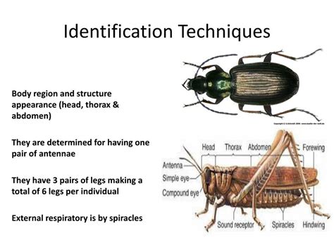 Image result for Class Insecta