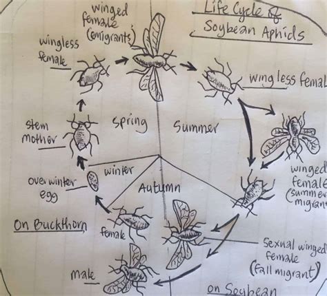Plant Aphids as Animals: Life Cycle, Types, Control and Prevention ...