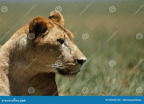 A Female Asian Lion Panthera Leo Persica Stock Photo - Image of mammal ...