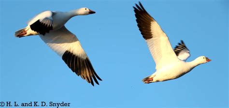 Snow Goose Numbers 的图像结果