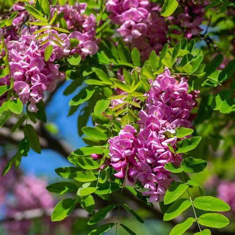 Locust Tree Flower Why Won't My Black Locust (Robinia Pseudoacacia)