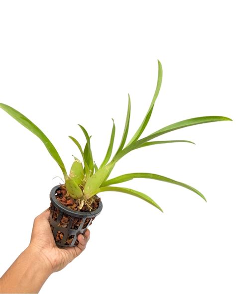 Oncidium Orchid Hybrid Hanuman Fragrance Without Flowers