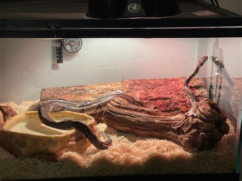 Wicked Wicked Reptiles Ball Python 的图像结果