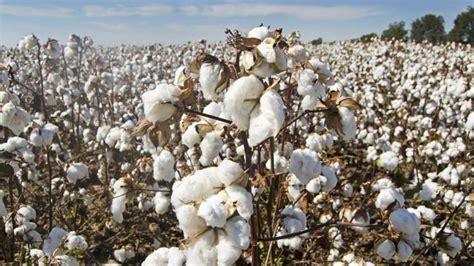 Government May Announce Cotton Mission in Budget 2024-25 - Farmer News ...