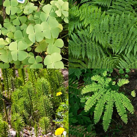 Non-flowering plants — lesson. Science State Board, Class 7.