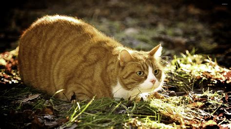 Fat ginger cat wallpaper - Animal wallpapers - #46901
