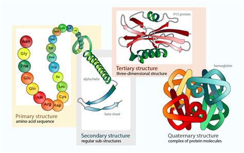 Image result for Protein Structure Modelling