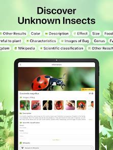 Image result for Flying Bug Identifier