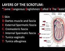Image result for scrotum