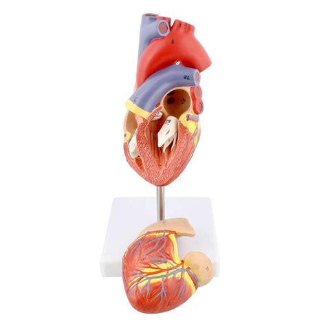 Buy WJ Human Anatomical Heart Model, Natural Human Heart Anatomy Model ...