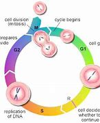 Image result for cell cycle 细胞分裂周期