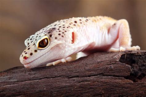 Leopard Gecko Price