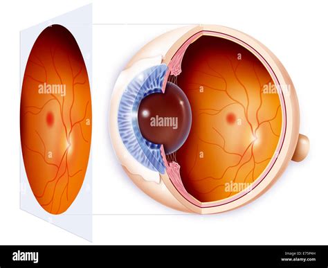 Blind Spot Anatomy Explainer: What Is Age Related Macular