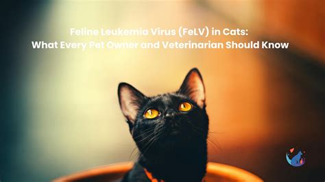 Feline Leukemia Virus (FeLV) in Cats