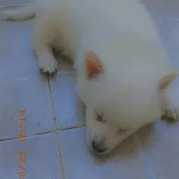 Best Top Rated Pet sitter in Navi Mumbai, Maharashtra, India | Yappe.in